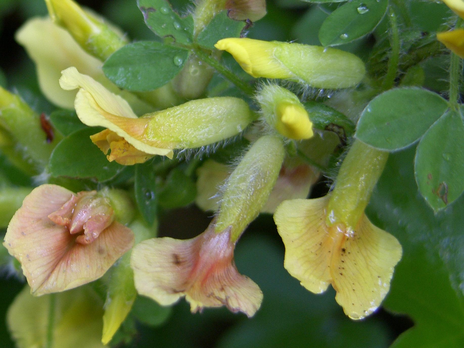 Chamaecytisus hirsutus